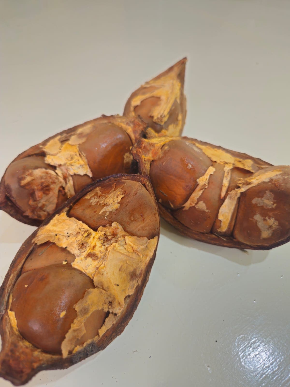 Andiroba